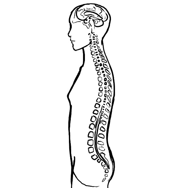 Central-nervous-system